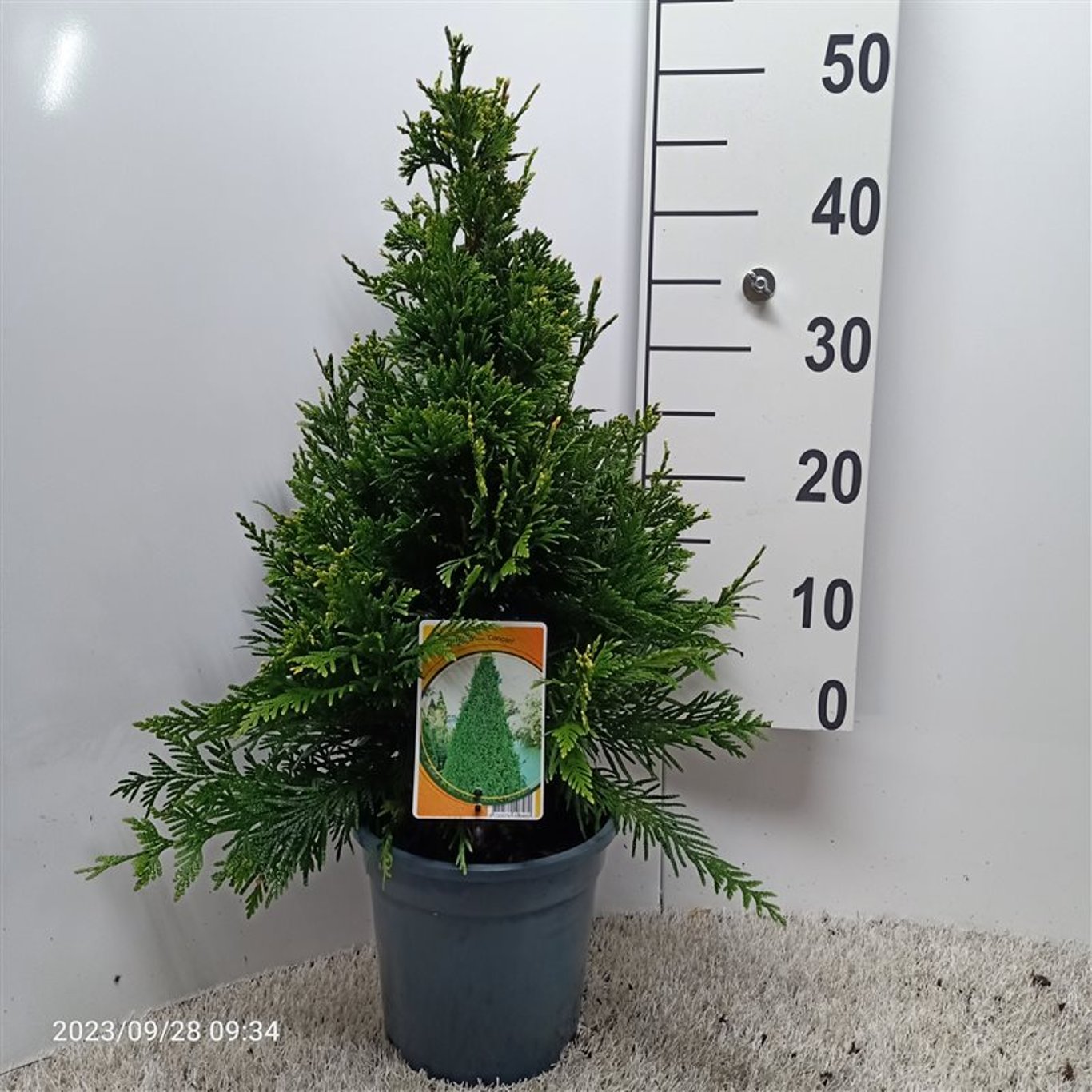 Thuja pl. 'Can-Can' - C3 30-40 CM